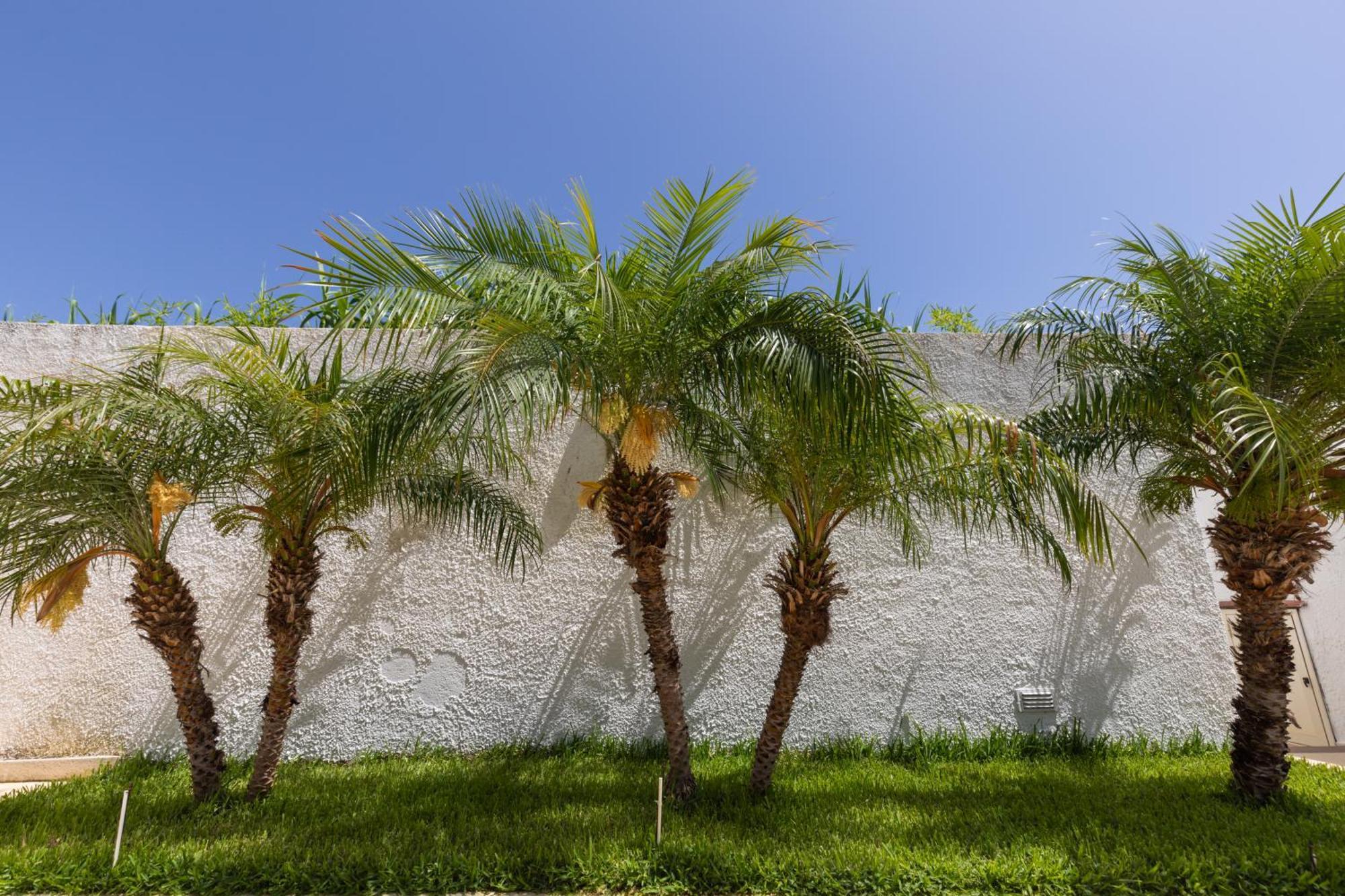 Villa Kore, Capo Vaticano Extérieur photo